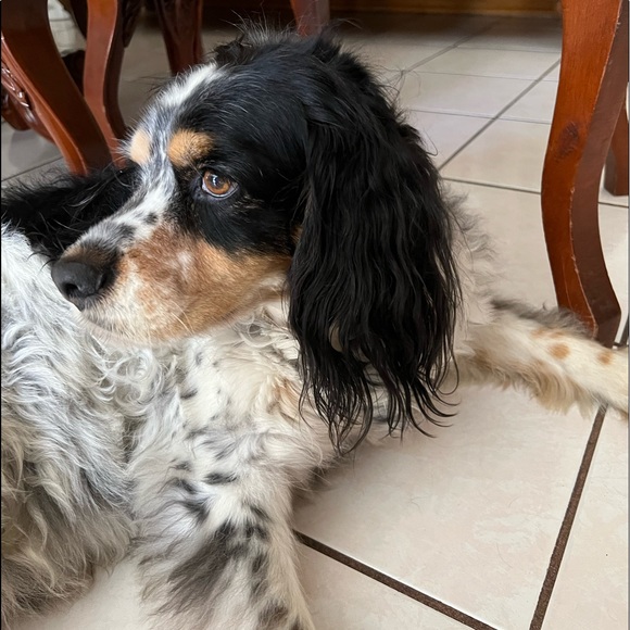 Meet your Posher, - Picture 1 of 1